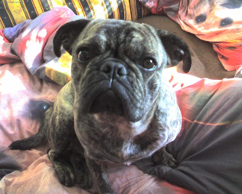 Foto: Bobika